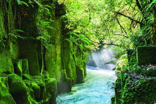 Whirinaki forest